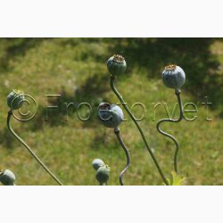 Papaver somniferum Black Swan (ca. 300 fr)