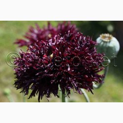 Papaver somniferum Black Swan (ca. 300 fr)