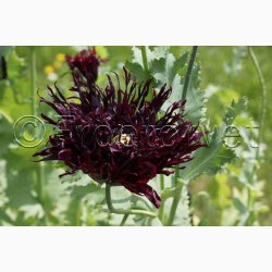 Papaver somniferum Black Swan (ca. 300 fr)