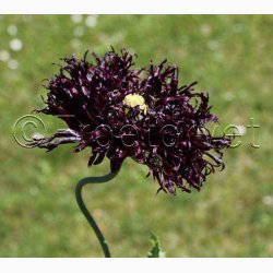 Papaver somniferum Black Swan (ca. 300 fr)