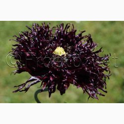 Papaver somniferum Black Swan (ca. 300 fr)