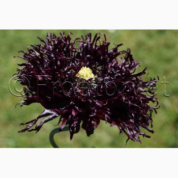 Papaver somniferum Black Swan (ca. 300 fr)