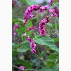 Kys-mig-over-havel�gen � Persicaria orientalis �Cerise Pearls� � Fr� (ca. 60 stk)