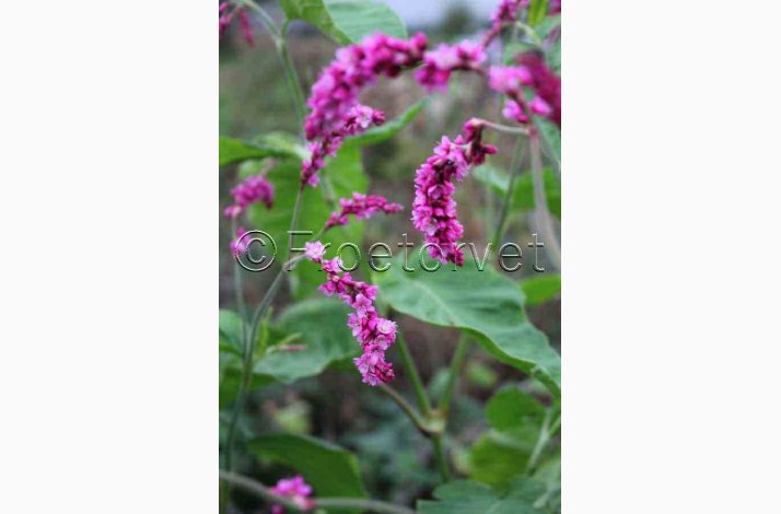 Kys-mig-over-havel�gen � Persicaria orientalis �Cerise Pearls� � Fr� (ca. 60 stk)