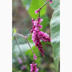 Kys-mig-over-havel�gen � Persicaria orientalis �Cerise Pearls� � Fr� (ca. 60 stk)