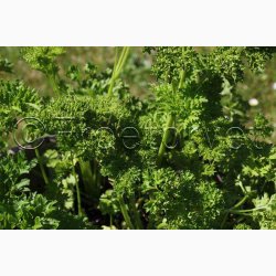 Persille, Krus Mooskrause 2 (C) (1000 fr)