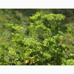 Persille, Krus Mooskrause 2 (C) (1000 fr)