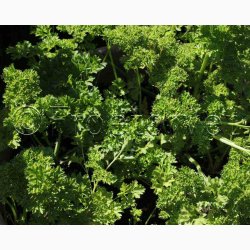 Persille, Krus Mooskrause 2 (C) (1000 fr)