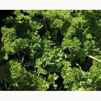 Persille, Krus Mooskrause 2 (C) (1000 fr)