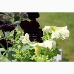 Petunia, Have-, Blackberry F1 (10 frpiller)