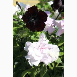 Petunia, Have-, Blackberry F1 (10 frpiller)