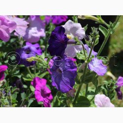 Petunia multiflora 'Colorama mix'- Petunia (min. 50 fr)