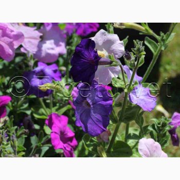 Petunia multiflora 'Colorama mix'- Petunia (min. 50 fr)