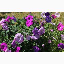 Petunia multiflora 'Colorama mix'- Petunia (min. 50 fr)
