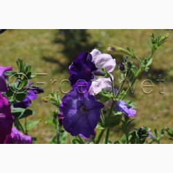 Petunia multiflora 'Colorama mix'- Petunia (min. 50 fr)