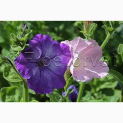 Petunia multiflora 'Colorama mix'- Petunia (min. 50 fr)