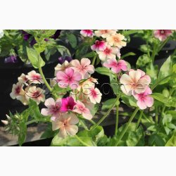 Blomsterfr Phlox drummondii Cherry Caramel - Sommerfloks ( Min. 100 fr)
