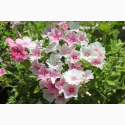 Phlox drummondii Blushing Bride - Sommerfloks (Min 100 fr)