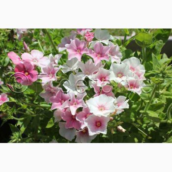 Phlox drummondii Blushing Bride - Sommerfloks (Min 100 fr)