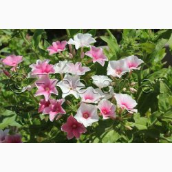 Phlox drummondii Blushing Bride - Sommerfloks (Min 100 fr)