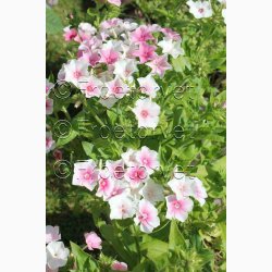 Phlox drummondii Blushing Bride - Sommerfloks (Min 100 fr)