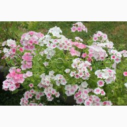 Phlox drummondii Blushing Bride - Sommerfloks (Min 100 fr)