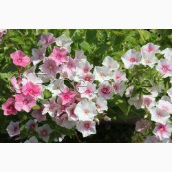 Phlox drummondii Blushing Bride - Sommerfloks (Min 100 fr)