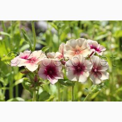 Blomsterfr Phlox drummondii Cherry Caramel - Sommerfloks ( Min. 100 fr)