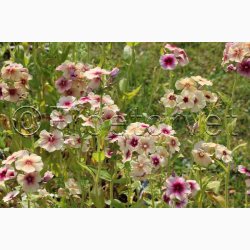 Blomsterfr Phlox drummondii Cherry Caramel - Sommerfloks ( Min. 100 fr)