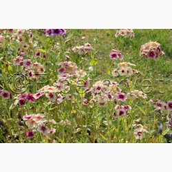 Blomsterfr Phlox drummondii Cherry Caramel - Sommerfloks ( Min. 100 fr)