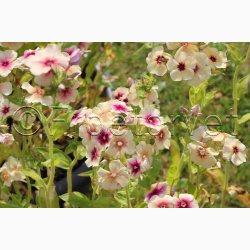 Blomsterfr Phlox drummondii Cherry Caramel - Sommerfloks ( Min. 100 fr)