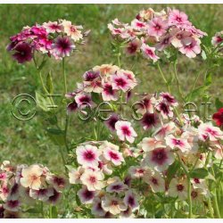 Blomsterfr Phlox drummondii Cherry Caramel - Sommerfloks ( Min. 100 fr)