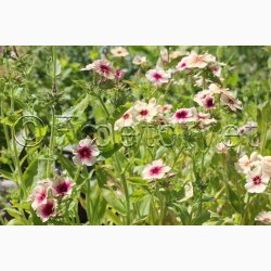 Blomsterfr Phlox drummondii Cherry Caramel - Sommerfloks ( Min. 100 fr)
