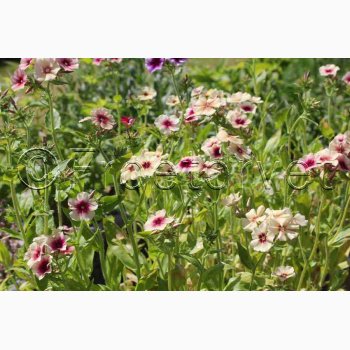 Blomsterfr Phlox drummondii Cherry Caramel - Sommerfloks ( Min. 100 fr)