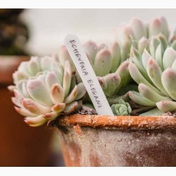 Planteetiketter, hvide 15 cm - 50 stk i posen