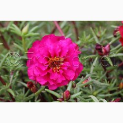 Portulaca grandiflora - Double Flowered Mixture - Portulakrose ( min. 300 fr)