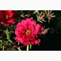 Portulaca grandiflora - Double Flowered Mixture - Portulakrose ( min. 300 fr)