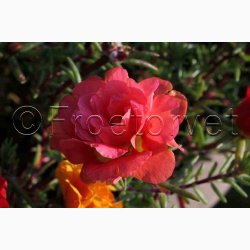 Portulaca grandiflora - Double Flowered Mixture - Portulakrose ( min. 300 fr)