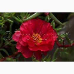Portulaca grandiflora - Double Flowered Mixture - Portulakrose ( min. 300 fr)