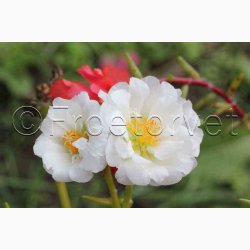 Portulaca grandiflora - Double Flowered Mixture - Portulakrose ( min. 300 fr)