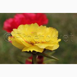 Portulaca grandiflora - Double Flowered Mixture - Portulakrose ( min. 300 fr)