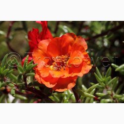 Portulaca grandiflora - Double Flowered Mixture - Portulakrose ( min. 300 fr)
