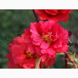 Portulaca grandiflora - Double Flowered Mixture - Portulakrose ( min. 300 fr)