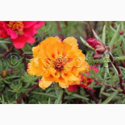 Portulaca grandiflora - Double Flowered Mixture - Portulakrose ( min. 300 fr)