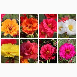 Portulaca grandiflora - Double Flowered Mixture - Portulakrose ( min. 300 fr)