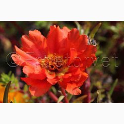 Portulakrschen Gefllte Mischung fyldte Portulakrose, blanding