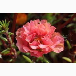 Portulakrschen Gefllte Mischung fyldte Portulakrose, blanding