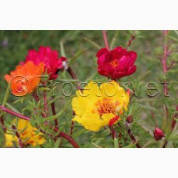 Portulakrschen Gefllte Mischung fyldte Portulakrose, blanding