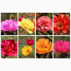 Portulakrschen Gefllte Mischung fyldte Portulakrose, blanding