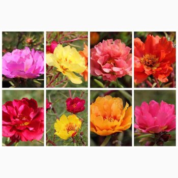Portulakrschen Gefllte Mischung fyldte Portulakrose, blanding